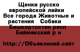 Щенки русско европейской лайки - Все города Животные и растения » Собаки   . Башкортостан респ.,Баймакский р-н